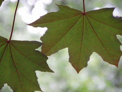 はまぎん高格付国債ファンド