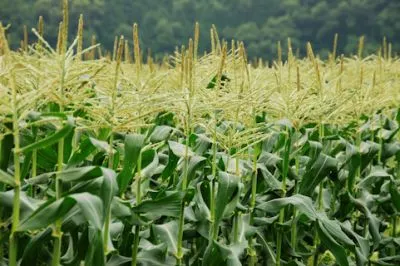 非遺伝子組み換え